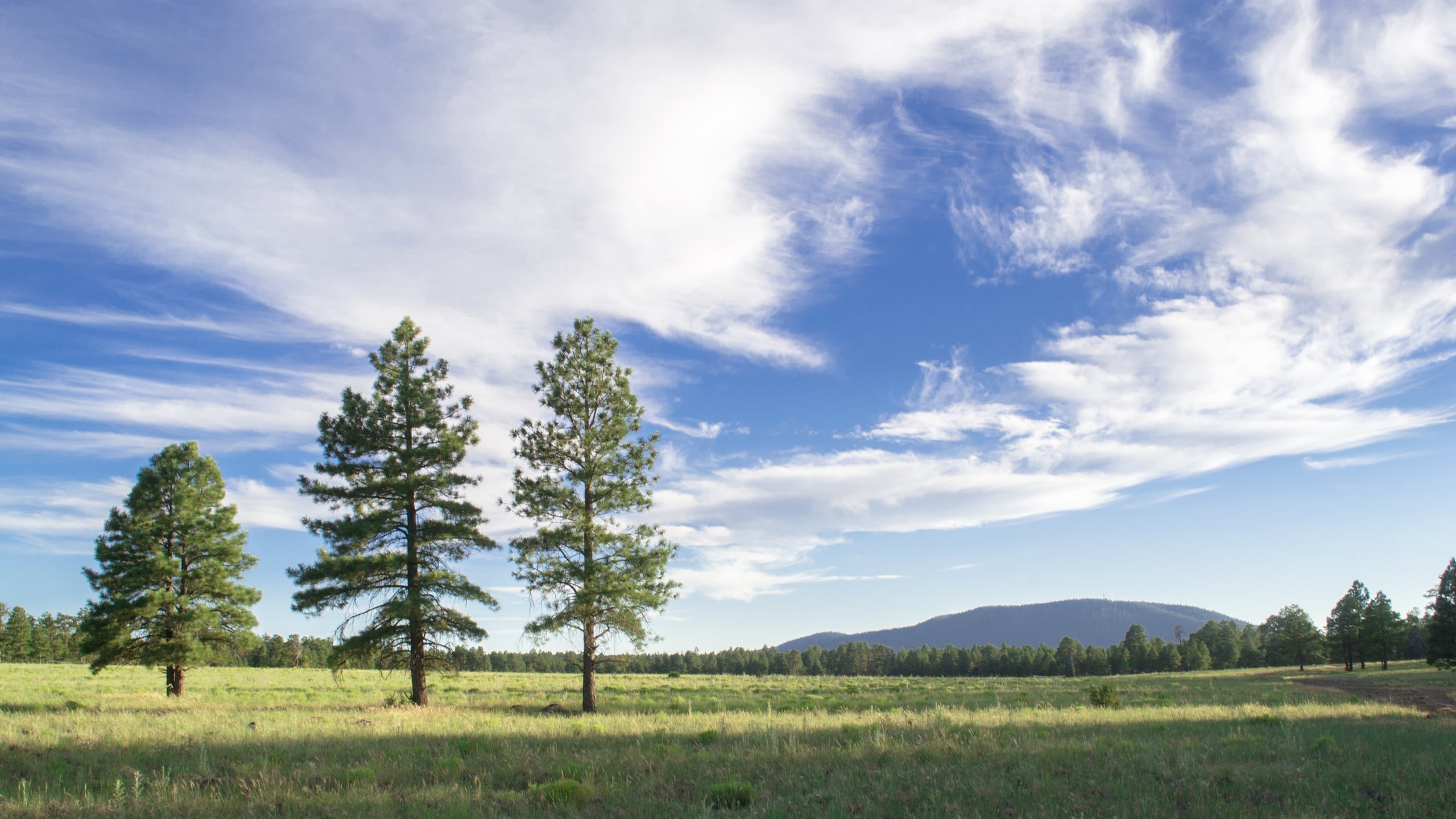 Landscape photograph of two tall pine trees standing in a wide green meadow under a dramatic blue sky with sweeping white clouds, mountains in the distance