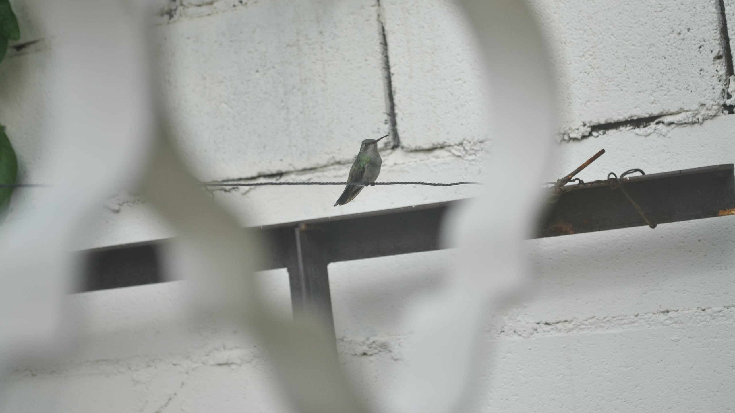 Small green hummingbird perched on a thin wire, photographed through a blurred white metal frame, with a white brick wall in the background