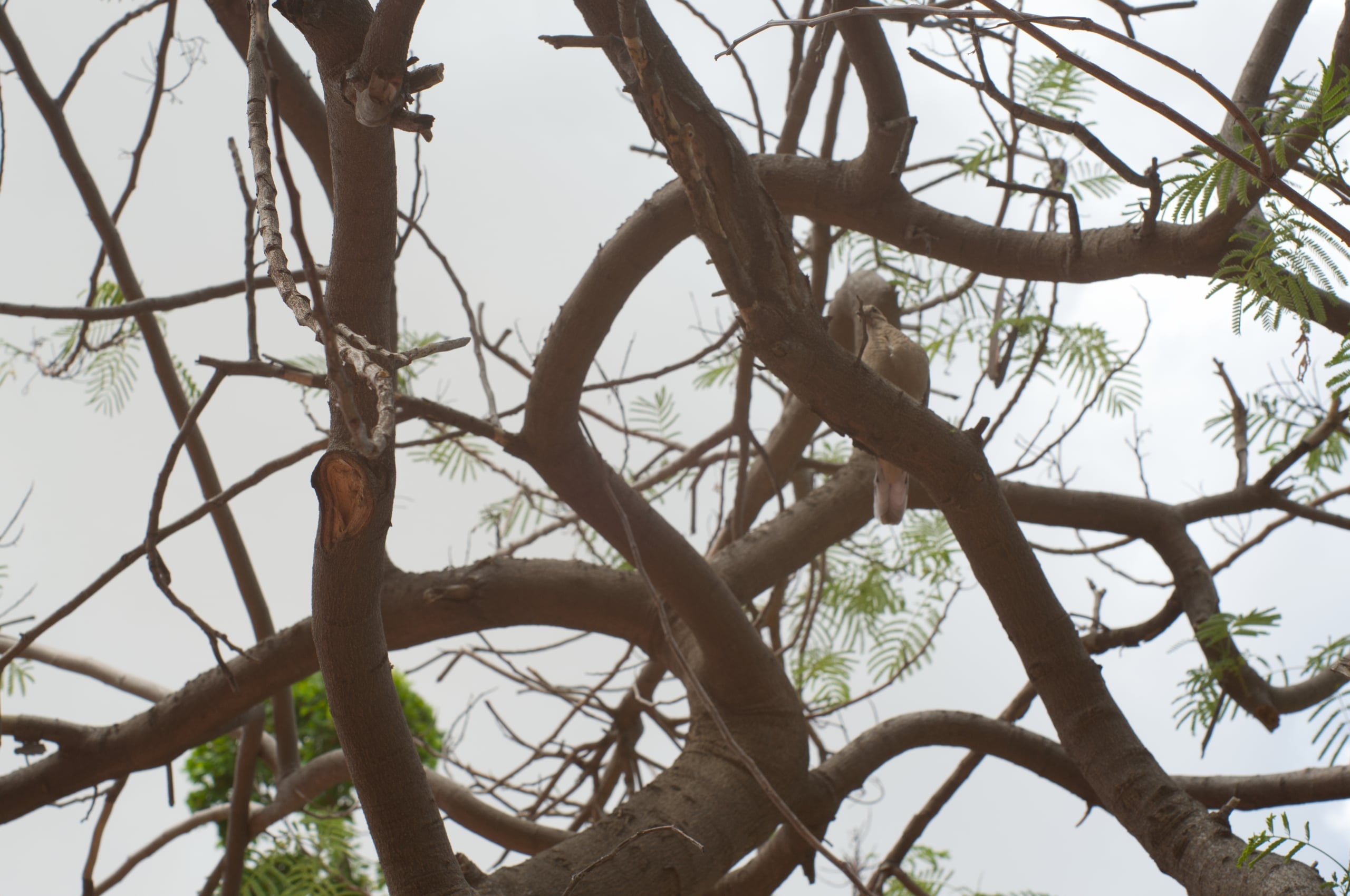 Looking up through a tangle of bare tree branches with a small dove perched among them, delicate green leaves beginning to emerge against an overcast sky