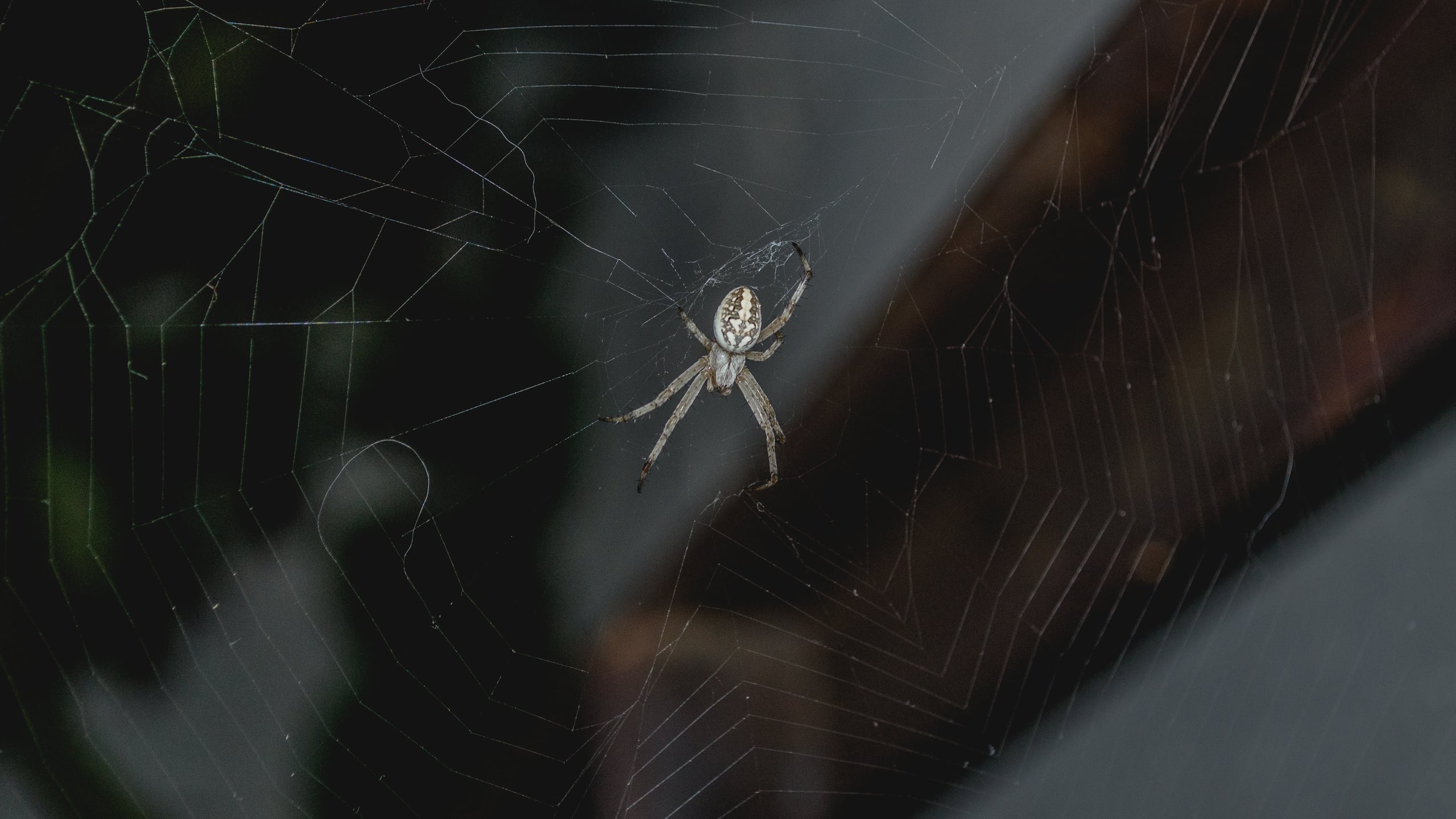 Macro nature photograph of a garden spider centered in its intricate web, with soft bokeh background of dark foliage
