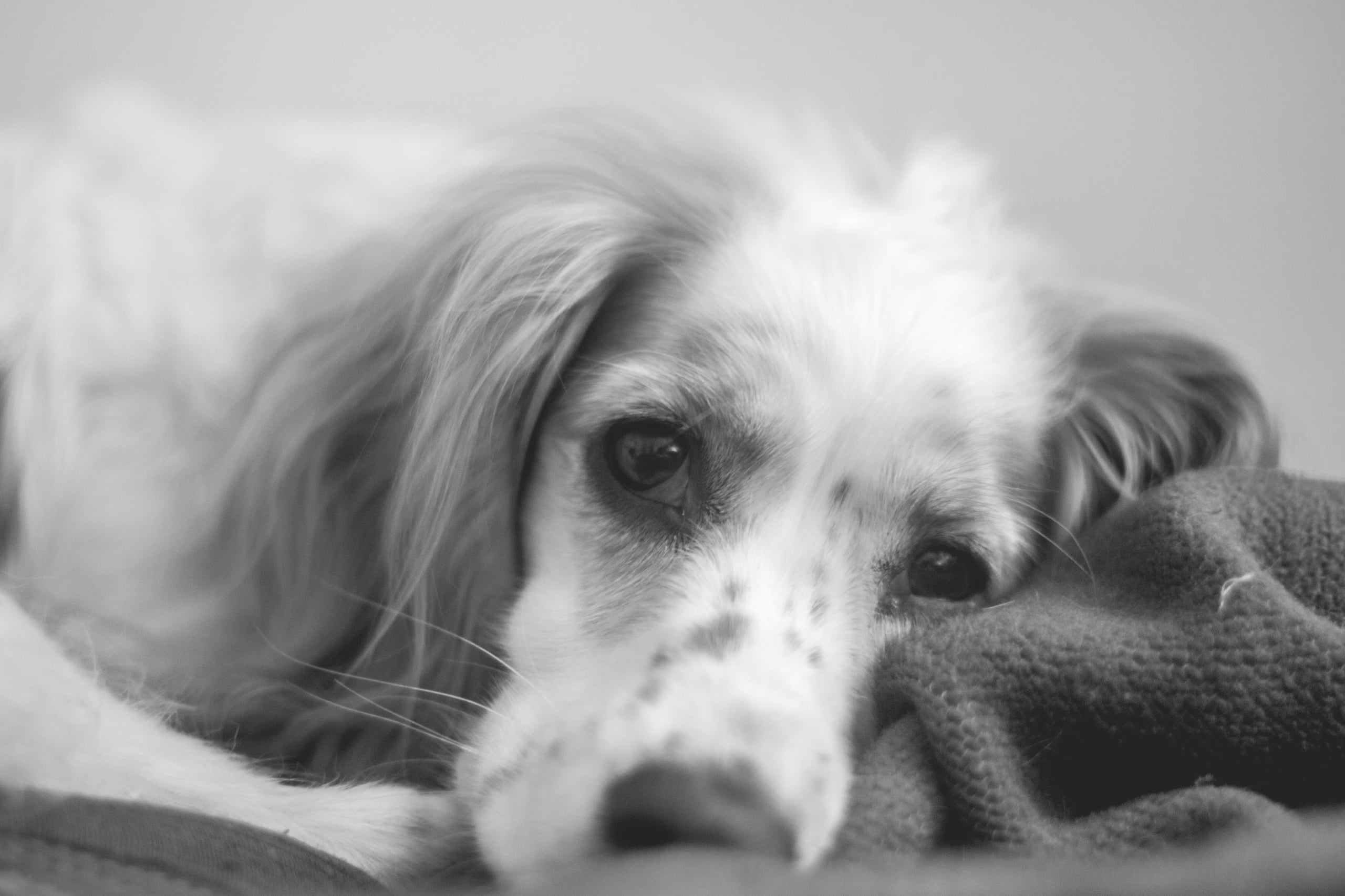 Intimate black and white close-up of a fluffy white dog with long ears resting its head on a knitted blanket, soulful eyes looking at the camera