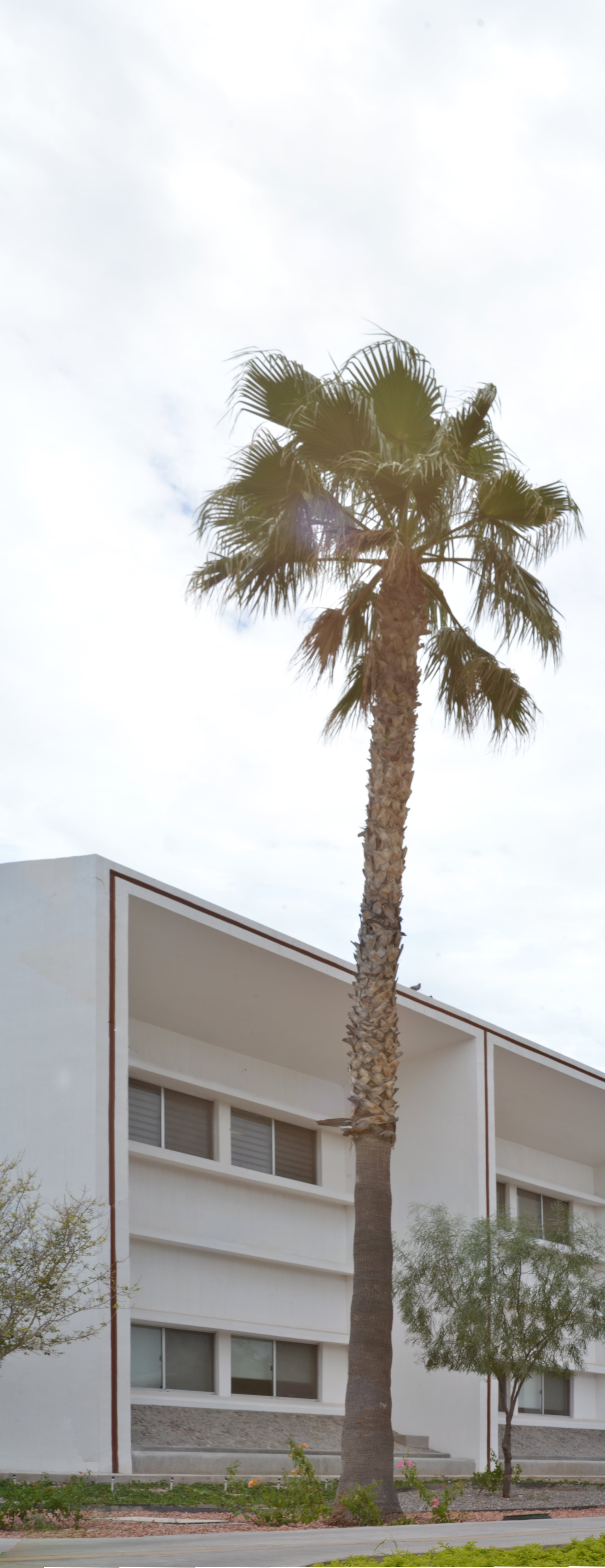 Tall single palm tree standing in front of a white modernist building with horizontal lines and windows, against an overcast sky