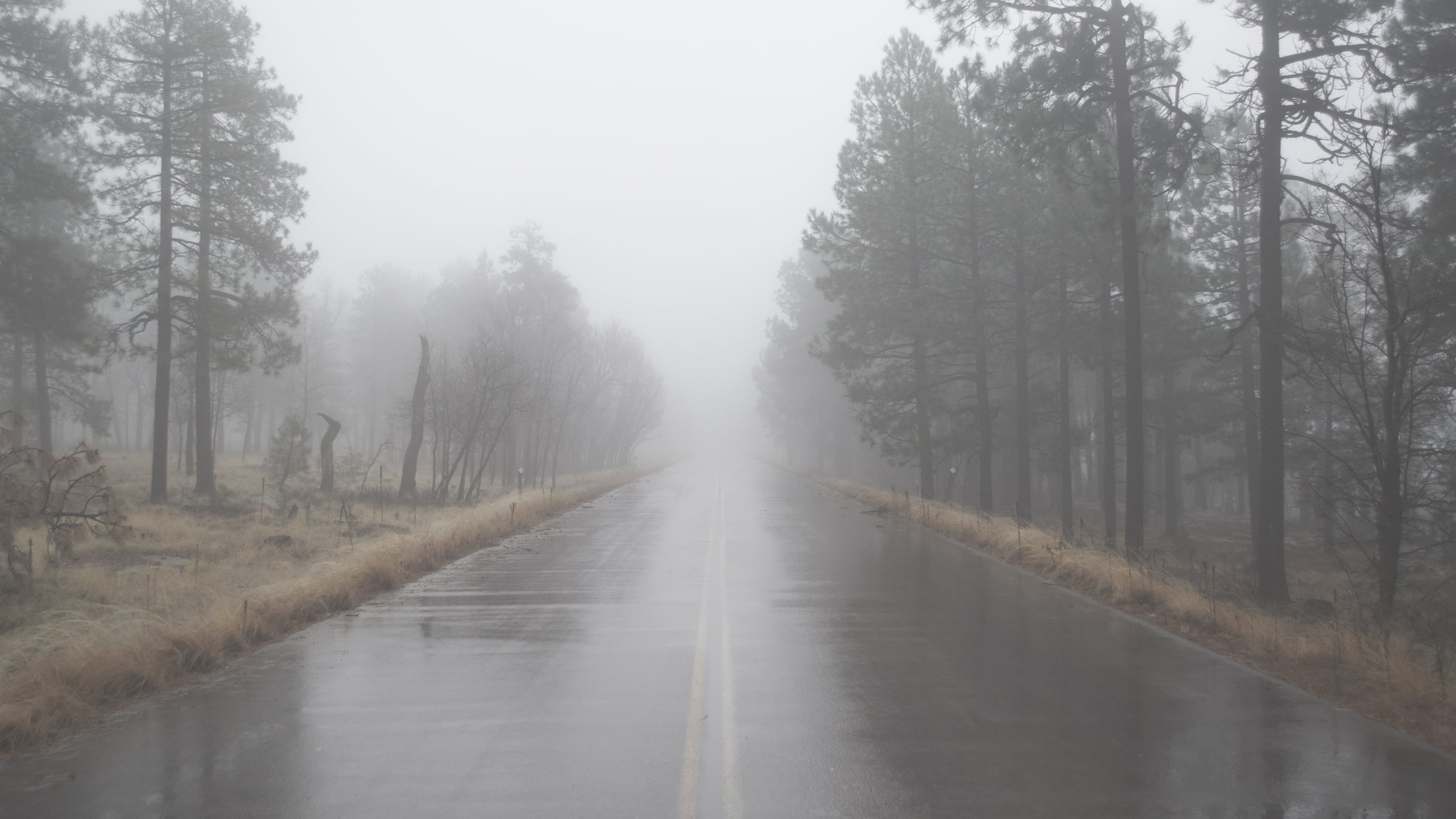 Atmospheric photograph of a wet empty road stretching into dense fog, lined by tall pine trees on both sides, creating a moody symmetrical composition